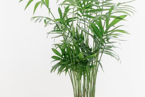 /dereklseitz/BloomValleyNursery/raw/commit/2805c14e5658c00319c278679d3a4ff9545d65b3/src/images/_m-thumbs/patio/parlor-palm.jpg