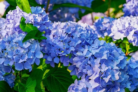 /dereklseitz/BloomValleyNursery/raw/commit/2805c14e5658c00319c278679d3a4ff9545d65b3/src/images/_m-thumbs/shrubs/hydrangea.jpg