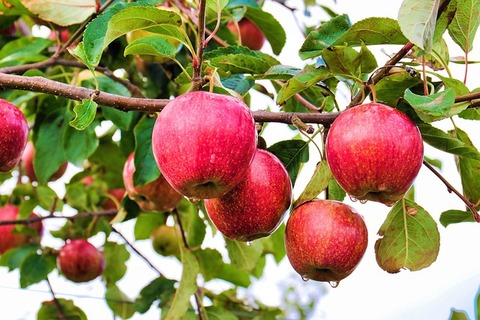 /dereklseitz/BloomValleyNursery/raw/commit/2805c14e5658c00319c278679d3a4ff9545d65b3/src/images/_m-thumbs/trees/apple-tree.jpg