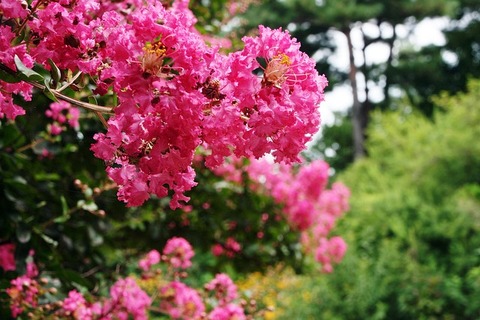 /dereklseitz/BloomValleyNursery/raw/commit/c5fd50bd35dde63a0e8f83ab7a28bdf25732b205/src/images/_m-thumbs/shrubs/crepe-myrtle.jpg