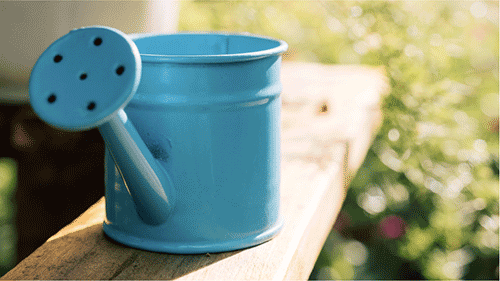 /dereklseitz/BloomValleyNursery/raw/commit/c9c5b897366546d640de8aac8648c2a04f29e458/src/images/accessories/WateringCan.png