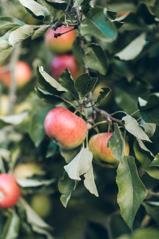 /dereklseitz/BloomValleyNursery/raw/commit/c9c5b897366546d640de8aac8648c2a04f29e458/src/images/trees/apple-tree.jpg