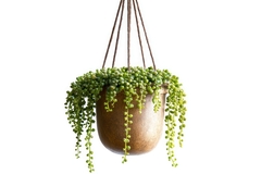 /dereklseitz/BloomValleyNursery/raw/commit/d357d6fec3198ecd8f1788307c935930cd99b5c1/src/images/_s-thumbs/indoor/string-of-pearls.jpg