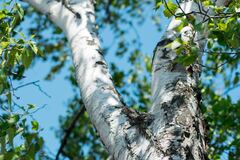 /dereklseitz/BloomValleyNursery/raw/commit/d357d6fec3198ecd8f1788307c935930cd99b5c1/src/images/_s-thumbs/trees/silver-birch.jpg