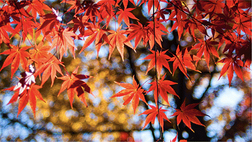 /dereklseitz/BloomValleyNursery/raw/commit/de71b2d6638fc91a70b22286b175eeac4336bd05/_site/images/trees/MapleTree.png